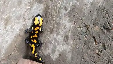 Nadir Semender Türü Şehirde Görüldü!